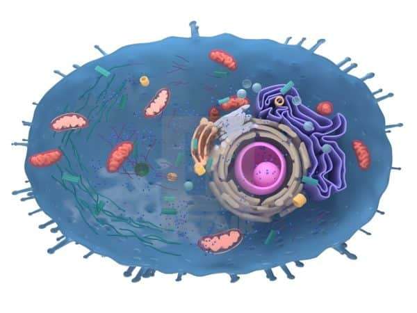 zelle-organellen
