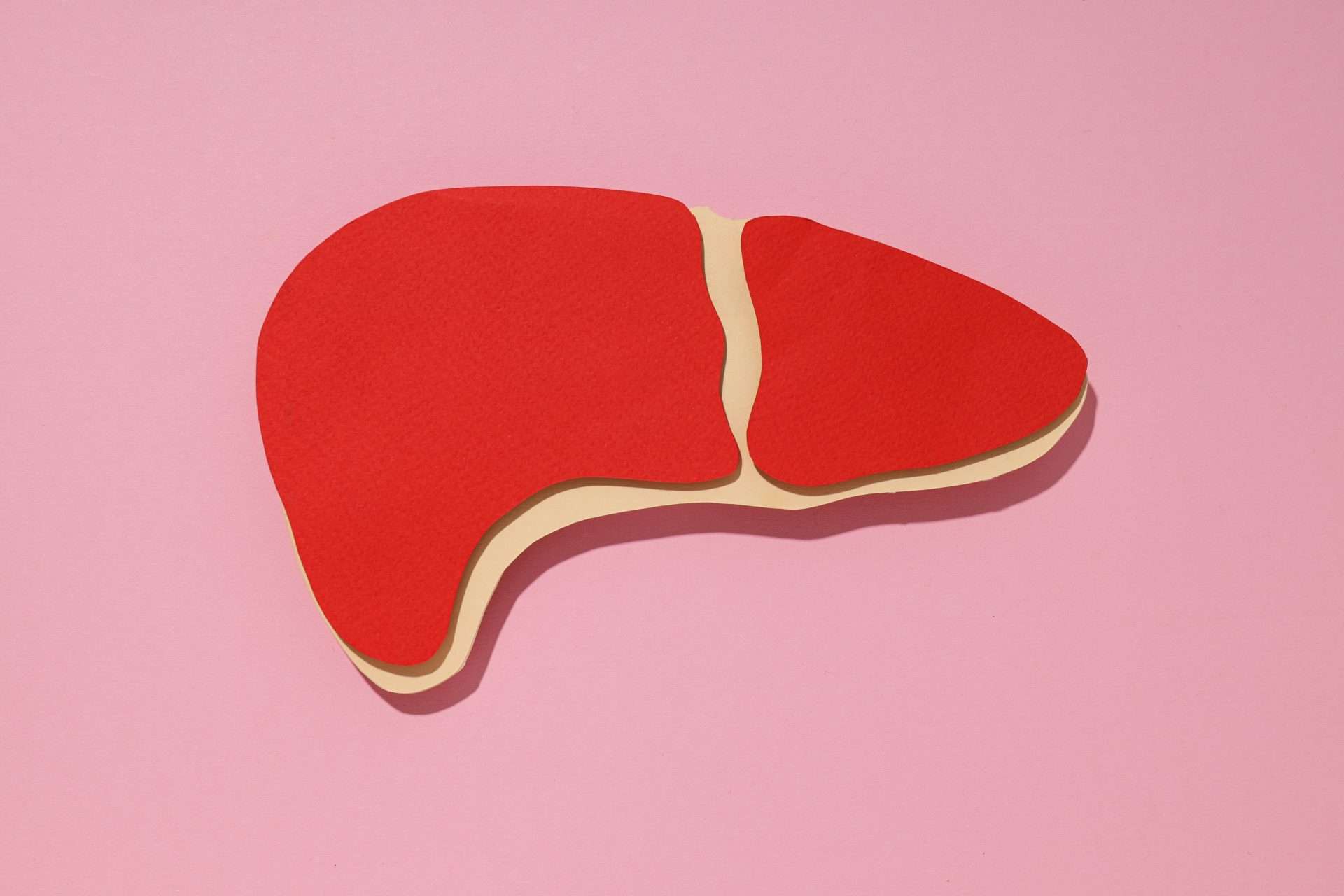 Paper liver mockup on pink background, top view Paper liver mockup on pink background, top view