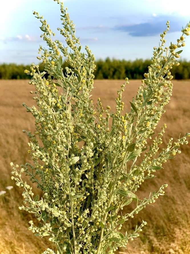 Mugwort the miracle cure also for covid-19 | secret of health - naturally healthy beifuss-fuer-covid