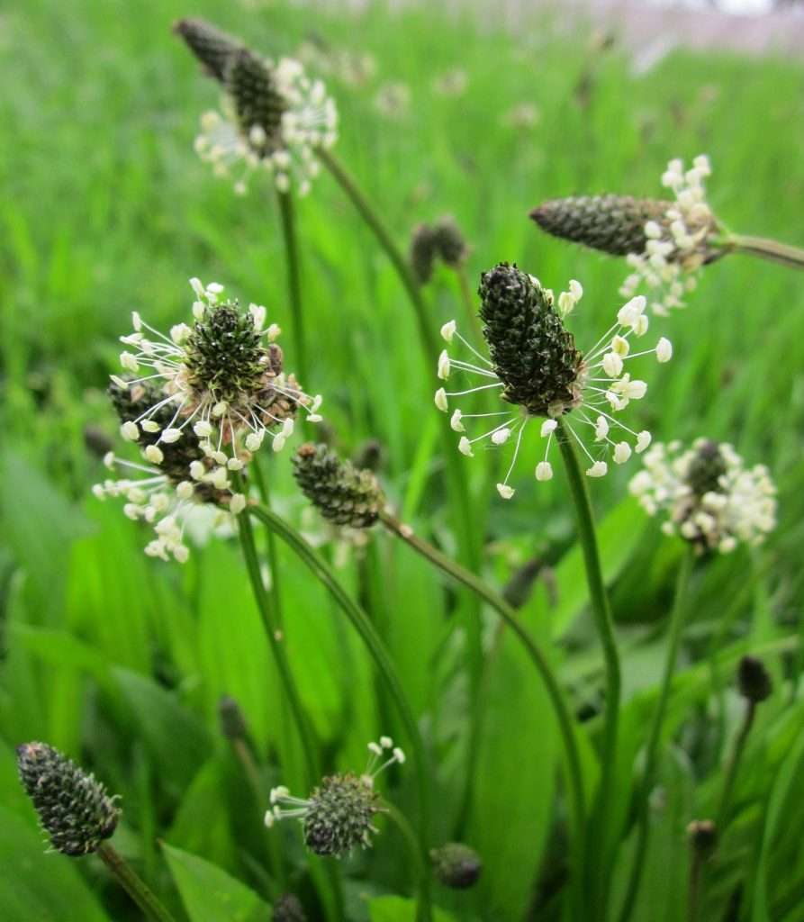 plantago-lanceolata-wegerich-fiebersenkender-tee