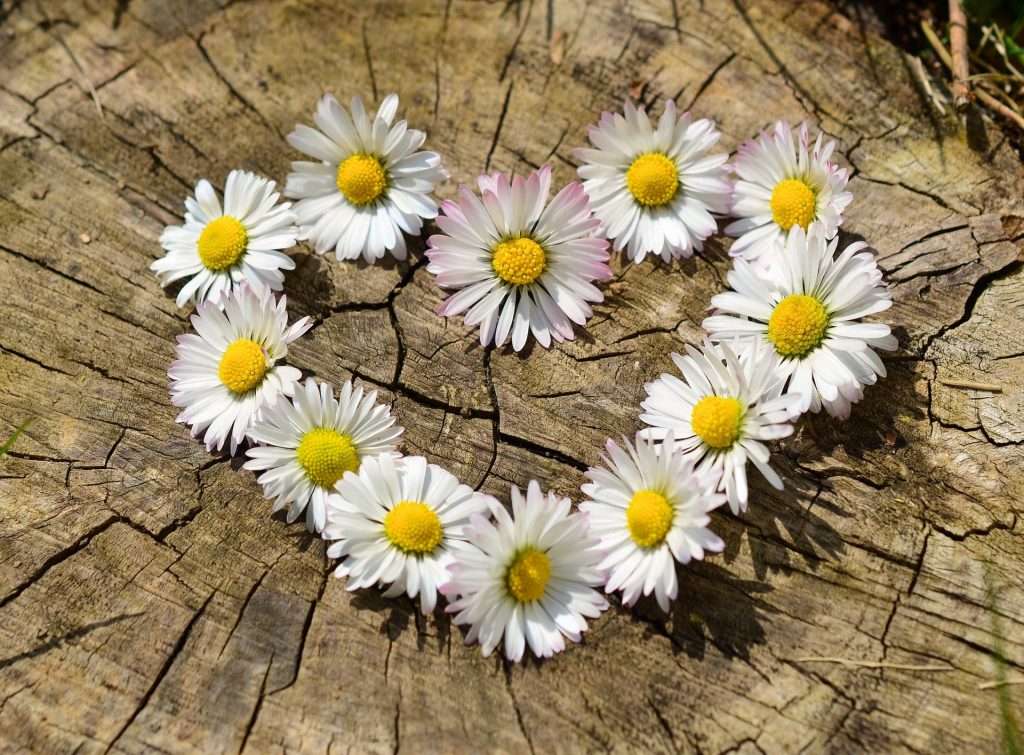 daisies 712892 1920