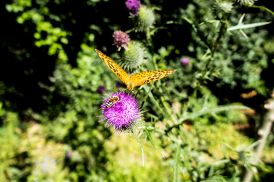 mariendistel wirkung